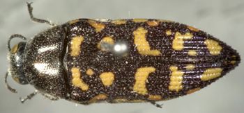 Media type: image;   Entomology 2733 Aspect: habitus dorsal view
